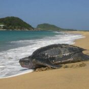 Grenada Affordable Taxi