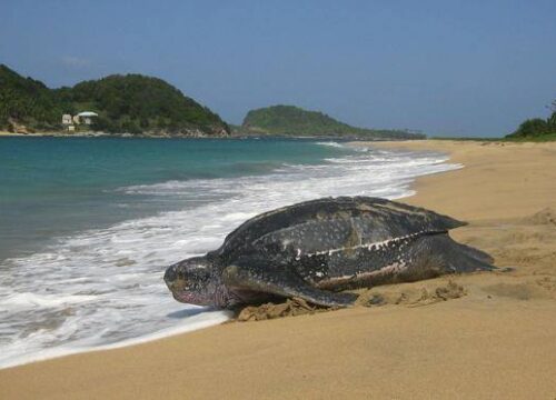 Grenada Affordable Taxi – Explore the Spice Isle with See Grenada Tours