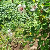 Taxi and Tours Grenada