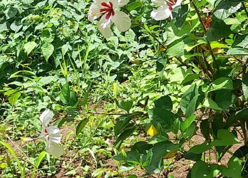 Taxi and Tours Grenada with See Grenada Tours – Discover the Spice Isle in Style