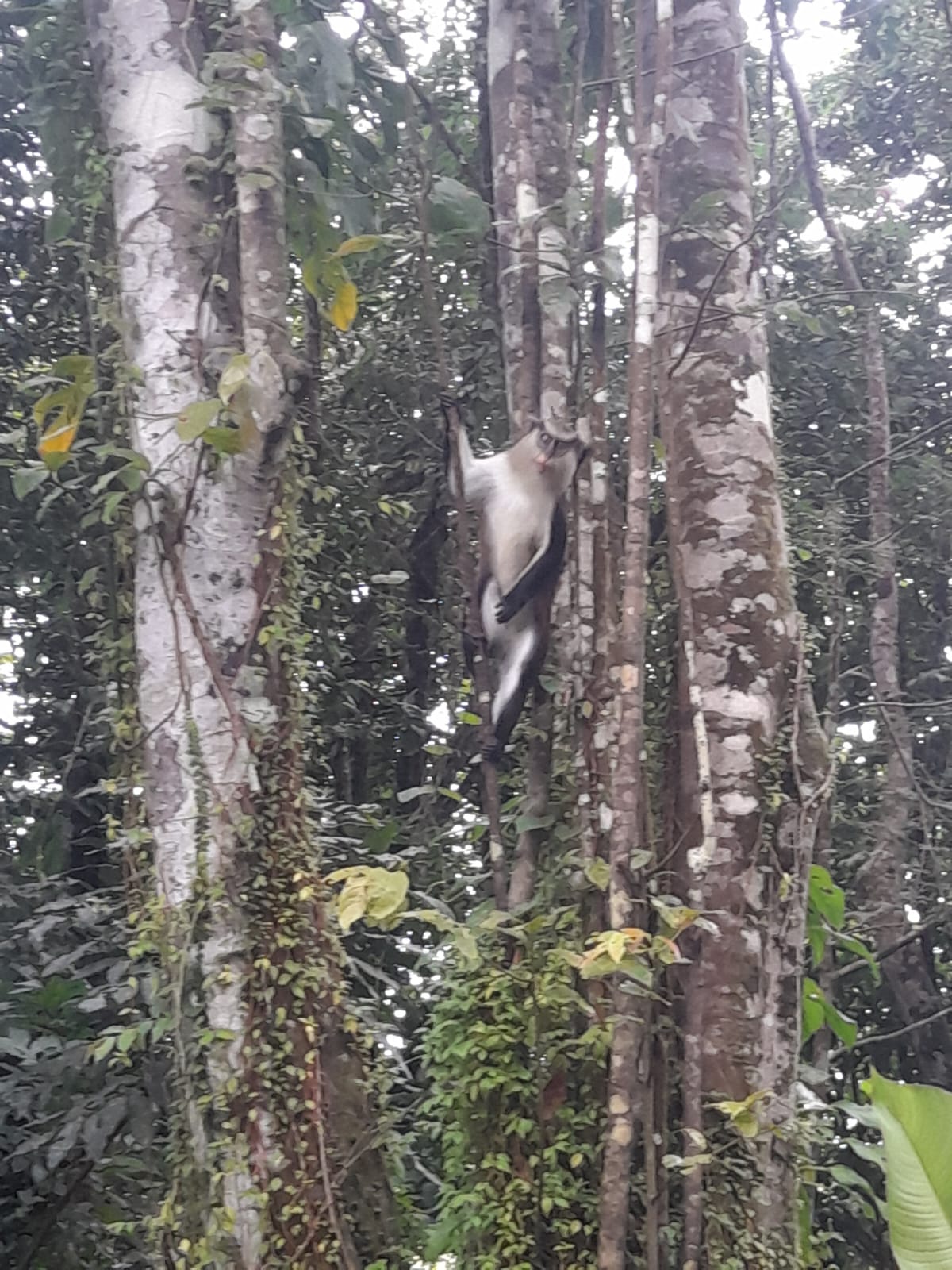 Reliable Airport Transfers in Grenada